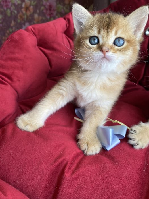 Чудесні янголятка …Золотої шиншили.