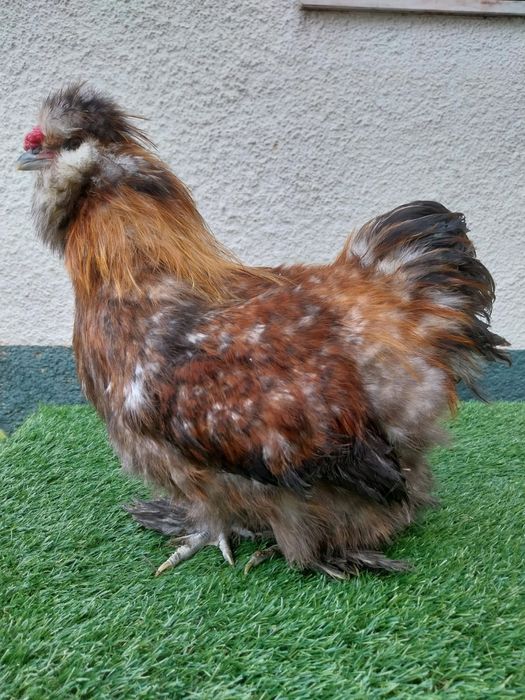 Galo Sedosa do Japão barbuda