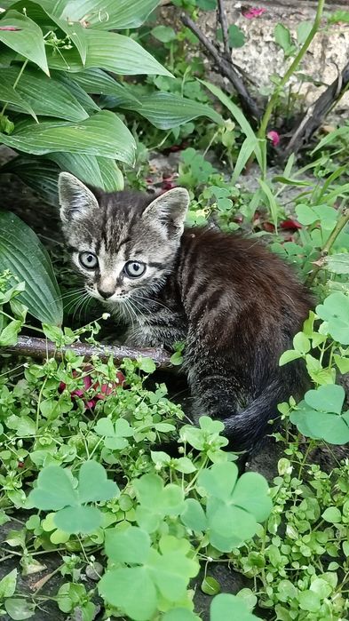 Віддам кошенят( 1 місяць )