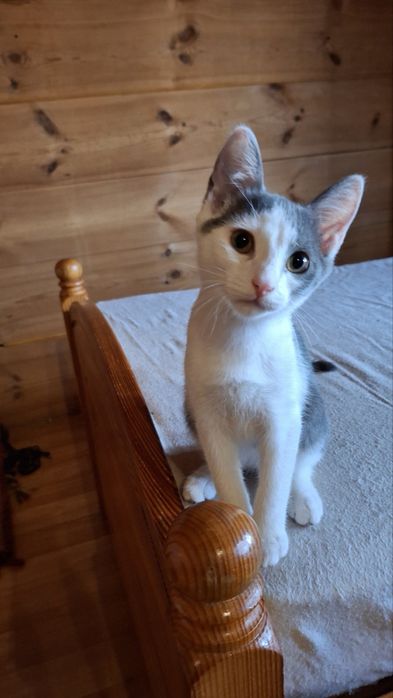 Віддам в добрі руки класного котика