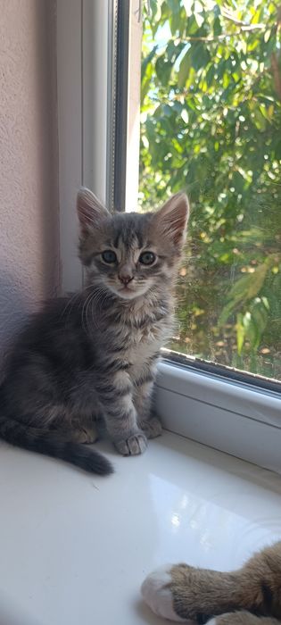 Котик котят  кошеня Безкоштовно віддам котиків у добрі руки кіт котик
