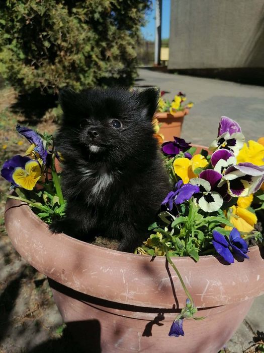 Czarny szpic miniaturowy