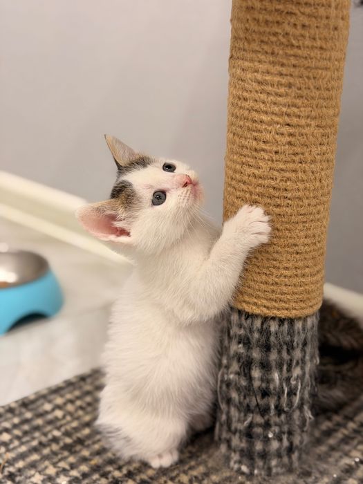 кошеня шукає люблячу родину