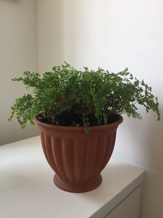 Адіантум венерин волос