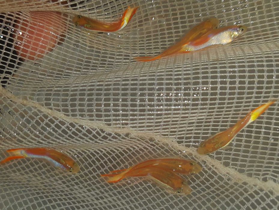 Gupik Endlera odmiana VIENNA LOWER - Poecilia wingei - dowóz, wysyłka