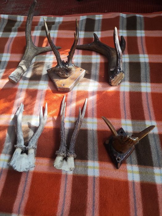 Роги козулі, лося,ікла кабана,мисливський трофей,декор