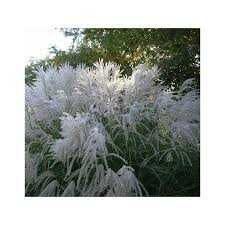 Miskant Chiński Memory Cena 30 zł