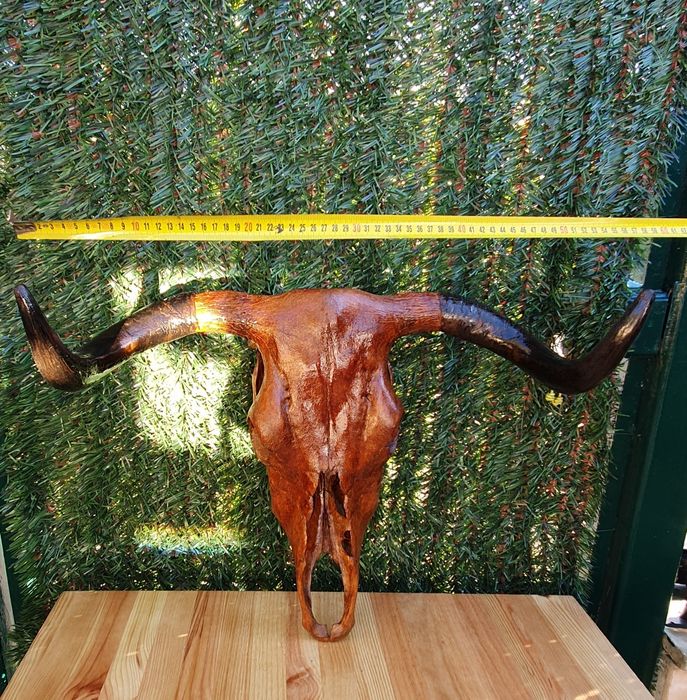 Cabeça de Vaca - Decoração