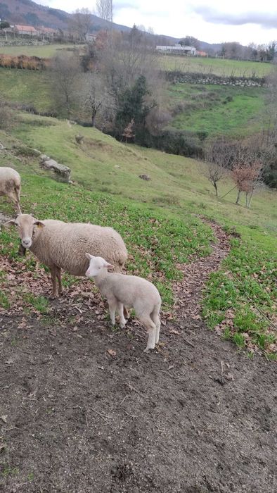 Ovelha com um borrego