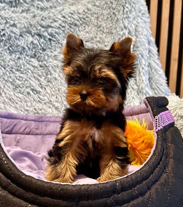 Yorkshire terrier - York - ZKwP (FCI) GWARANCJA pochodzenia rasy !