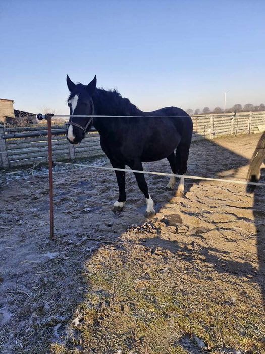 Klacz źrebna polecam