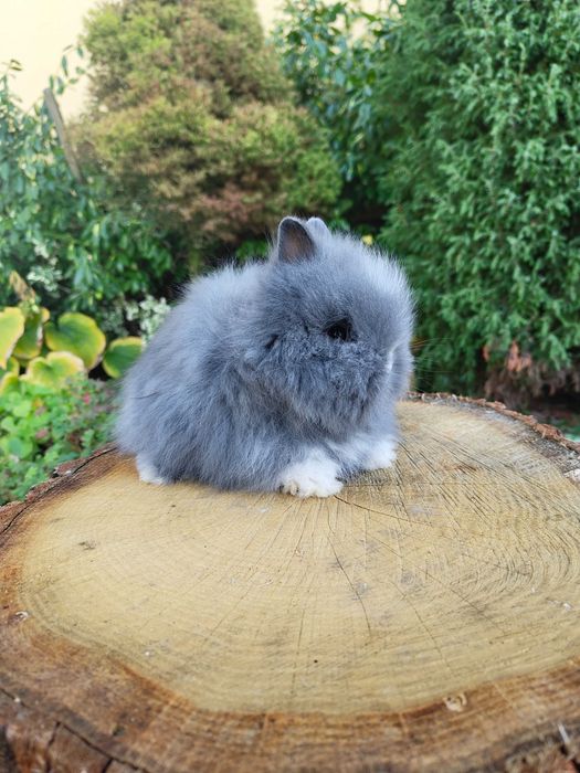 Króliczki Karzełki Teddy. Piękne maluszki do rezerwacji.