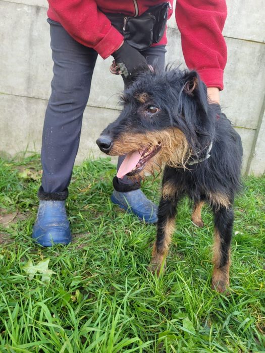 Terrierek szuka domu