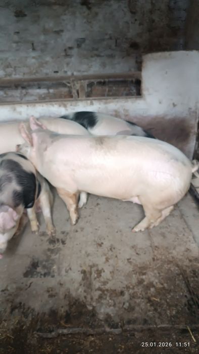 Сільгосп. Тварини