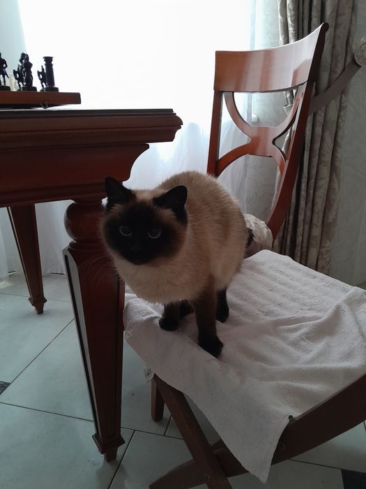 Сиамская кошка бесплатно