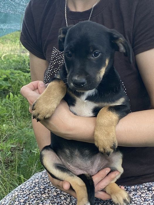 Шеррі шукає люблячу сім'ю
