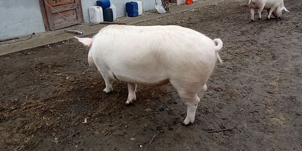 Свині [жива вага]