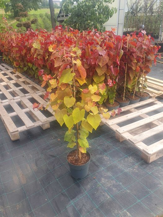 Judaszowiec Cercis Eternal Flame