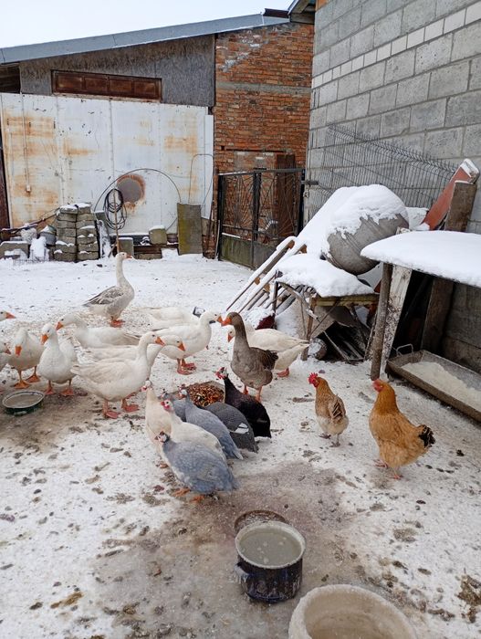 Samce perliki kolorowe.