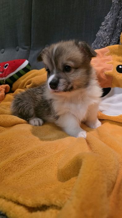 Piesek Welsh Corgi Pembroke po rodzicach FCI