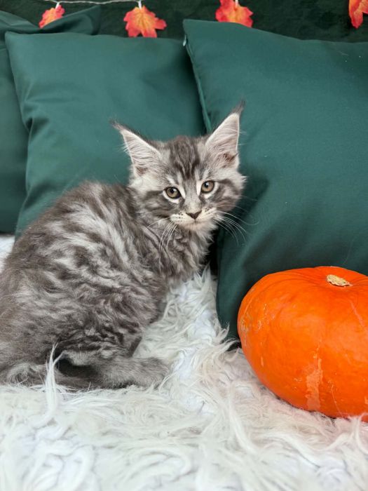 Maine Coon - kocurek