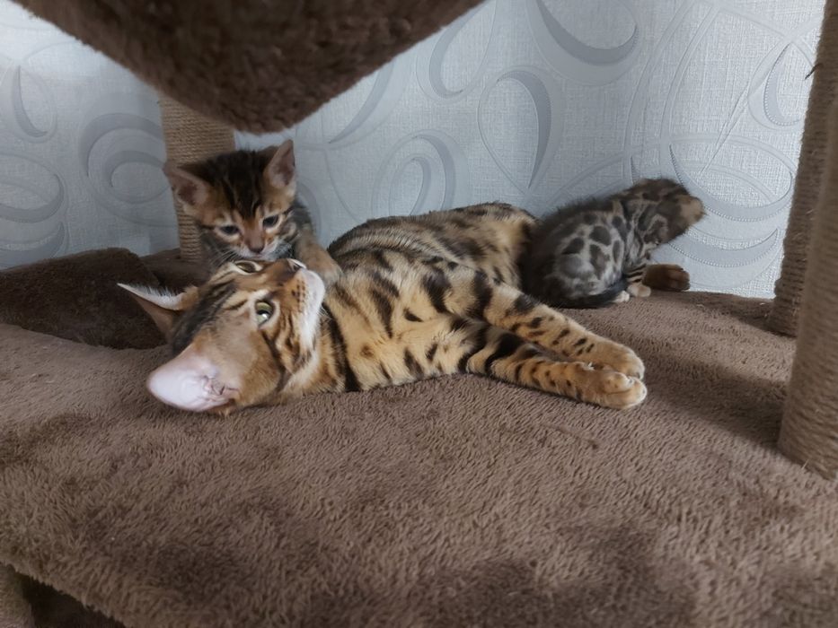 В'язка бенгалський кіт