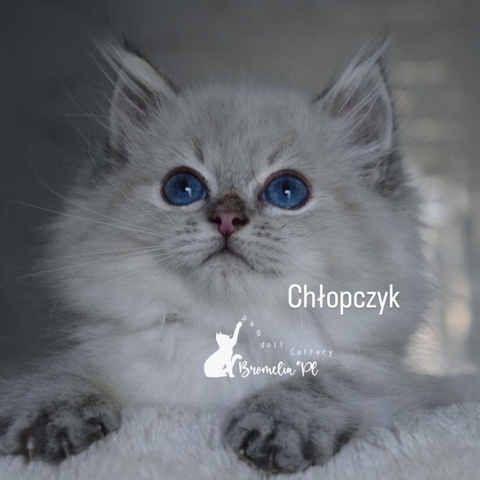 Kocurek seal point linx