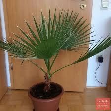 Пальма вашингтония нитеносная