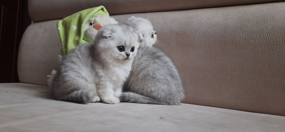 Шотландские вислоухие котята