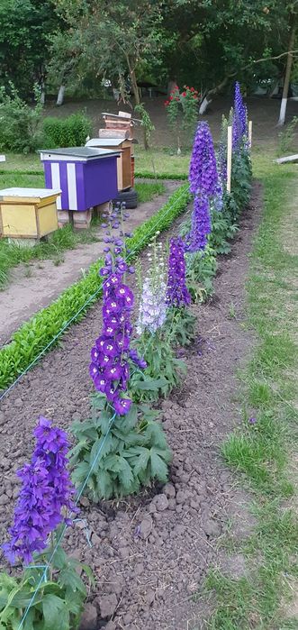 Дельфініум .Насіння (2025р.)