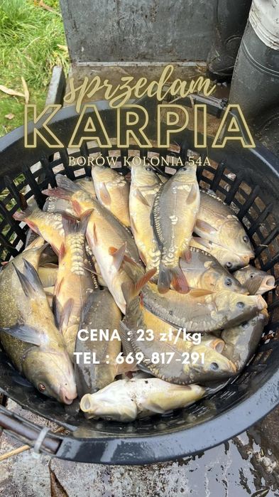 Sprzedam kroczka karpia