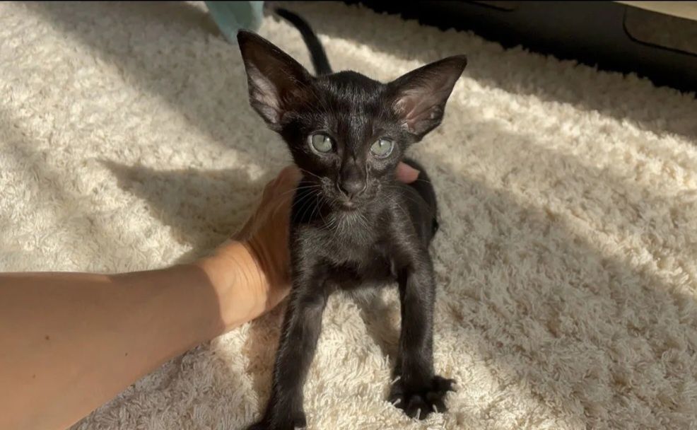 Ориентальный кот котёнок