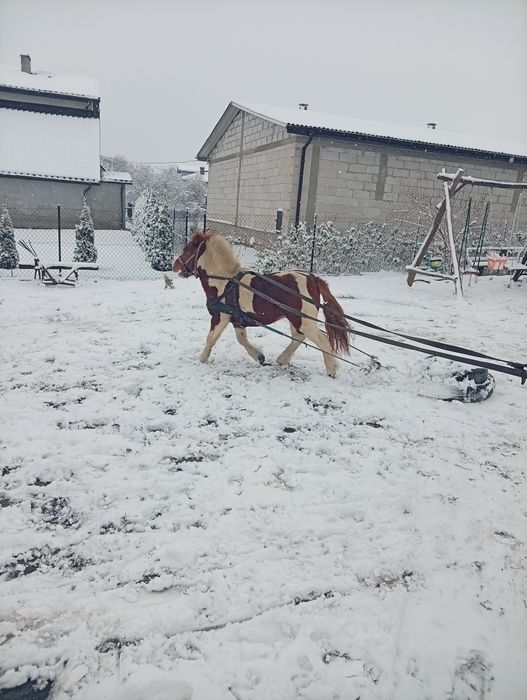 Sprzedam kucyka srokatego