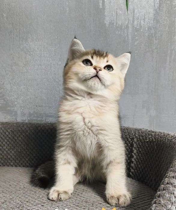 Золота шиншила. Котята кошенята котики