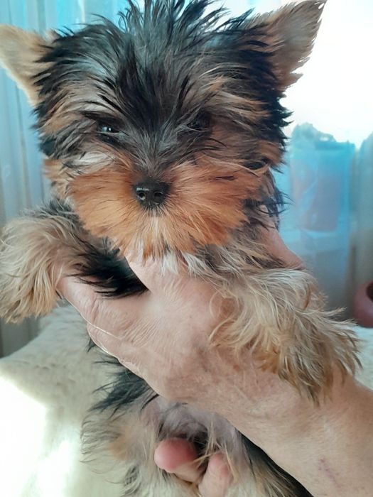 Цуценят йоркширського тер'єра