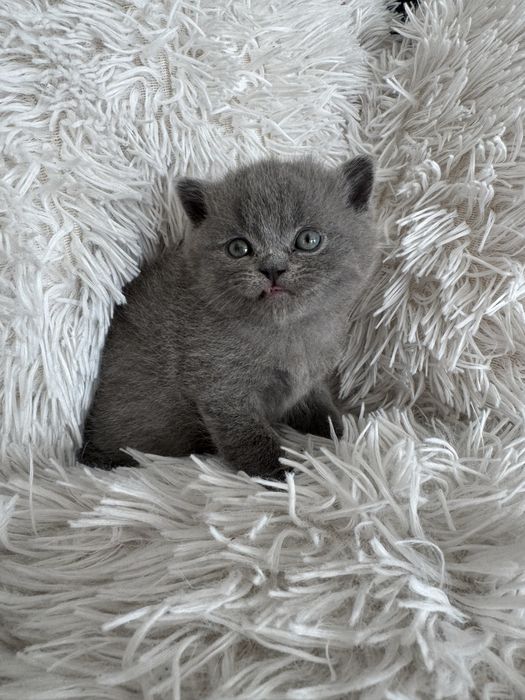 Urocze Kocięta Brytyjskie