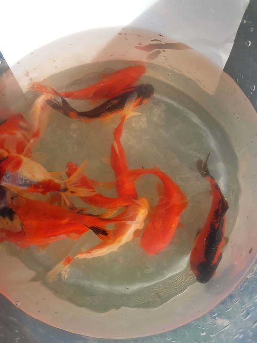 Kolorowe rybki do oczek