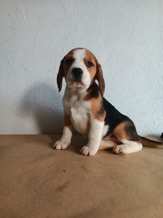 Beagle tricolor  porte pequeno