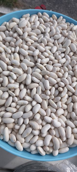 Sprzedam fasolę podłużną