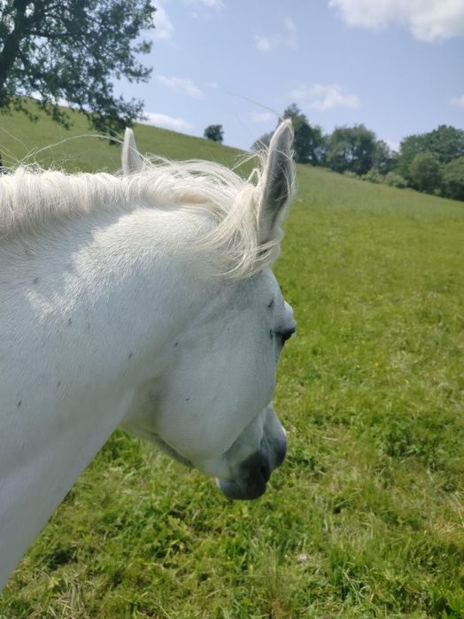 Klacz czystej krwi arabskiej