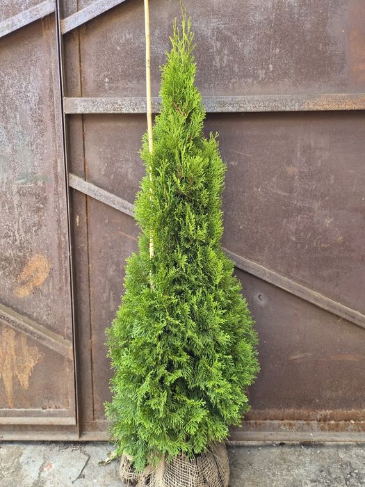 Tuja Thuja Smaragd producent Ogrodnictwo Światowscy
