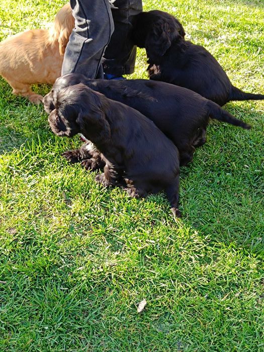 Cocker spaniel angielski unikaty !
