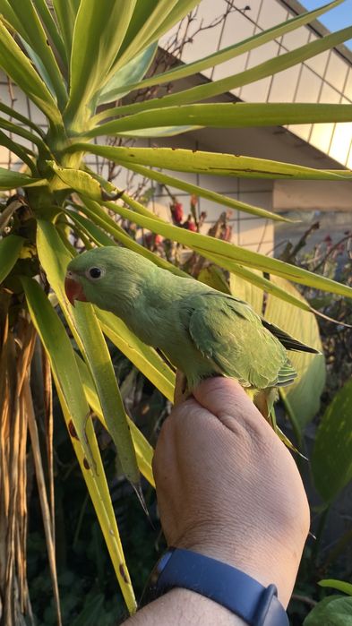 Ring neck domesticado