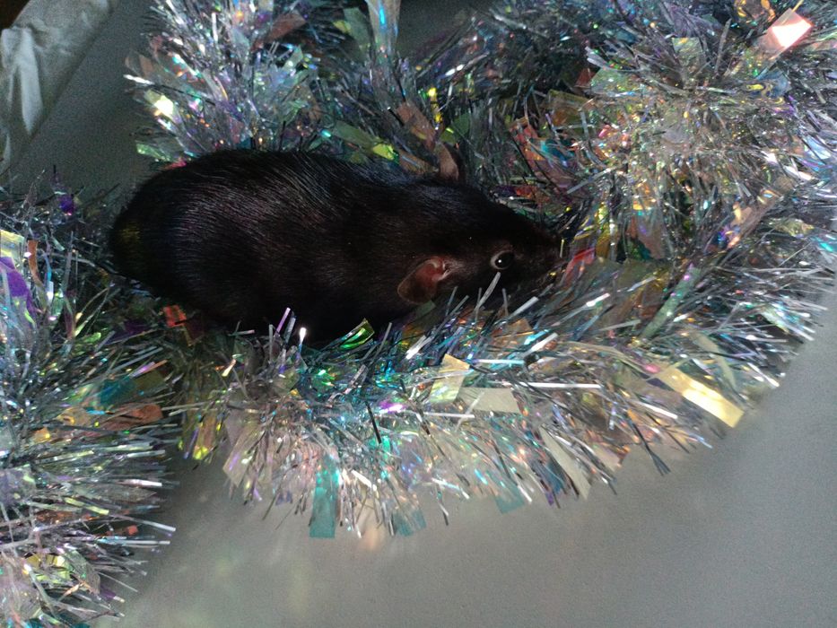 Криски декоративні, щурі