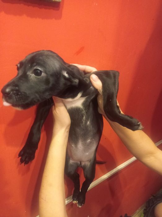 Долматинка манюня