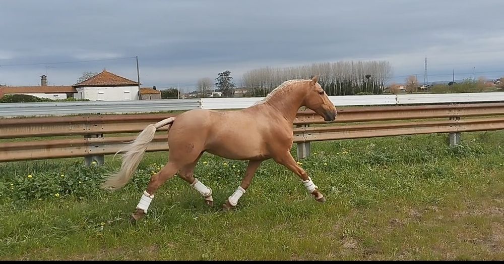 Vendo Cobriçoes de Garanhão Lusitano