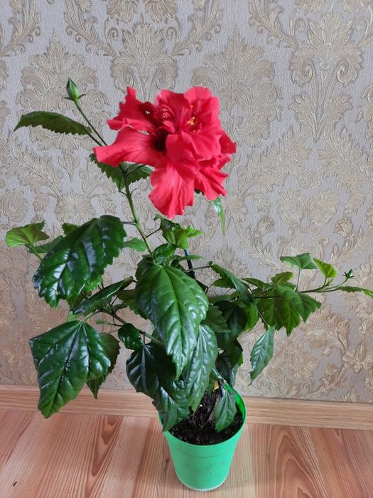 Гибіскус червоний, китайська троянда, роза