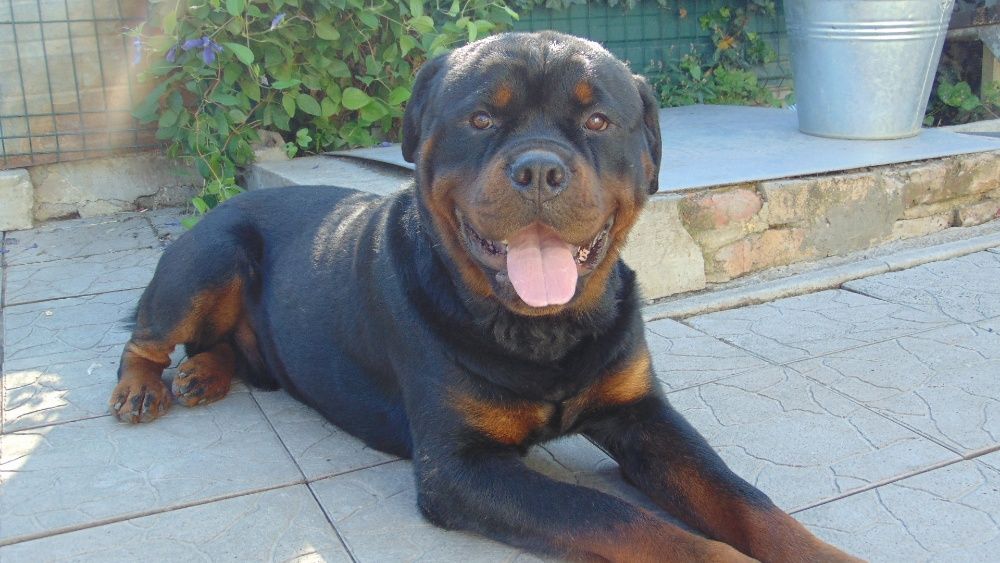 Ротвейлер вязка 4000 грн