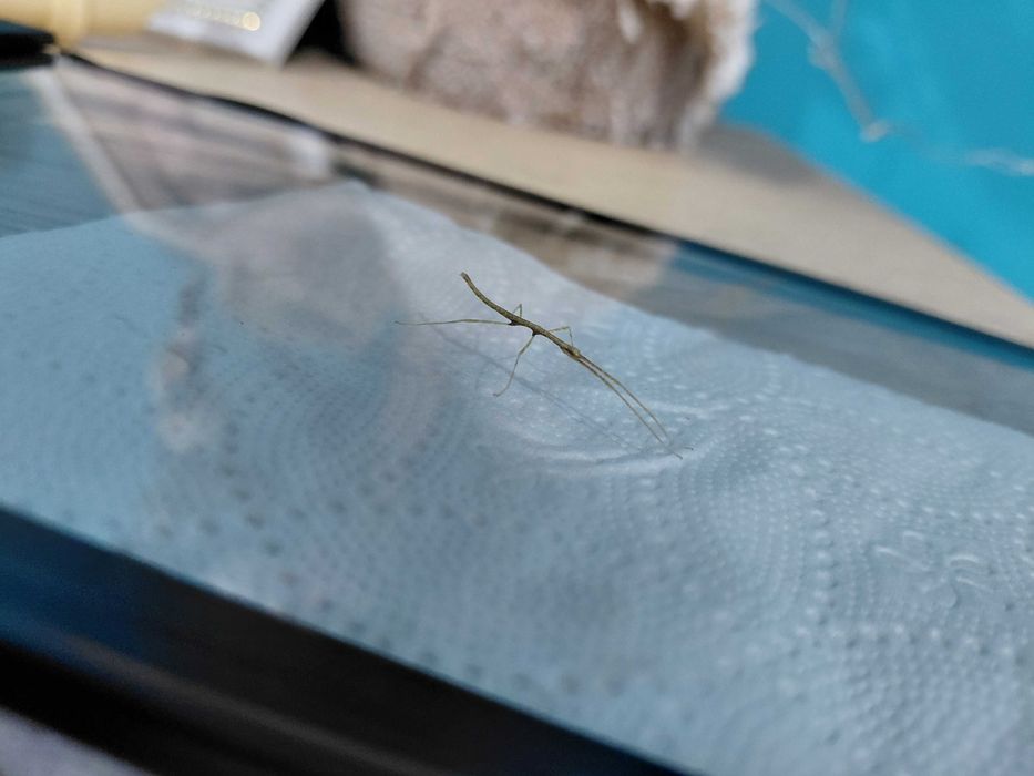 Sprzedam patyczaki rogate