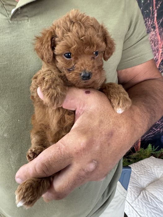 Poodle Toy  cor vermelha